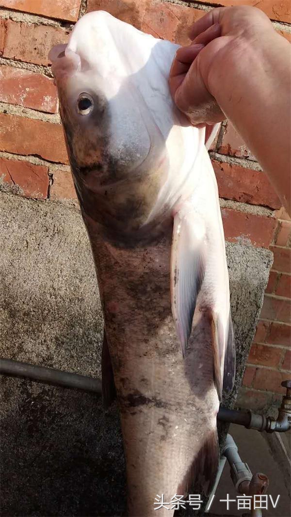 实用捕鱼小妙招,学会如何进行捕鱼