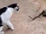 合格的猫咪铲屎官推荐,喵星人铲屎官必备