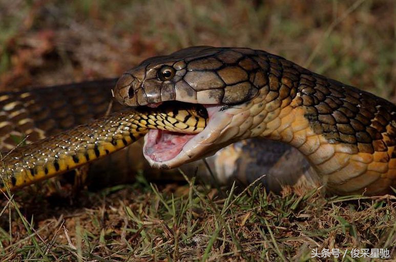 常见的毒蛇排名前十的蛇,中国常见的二十种毒蛇图片