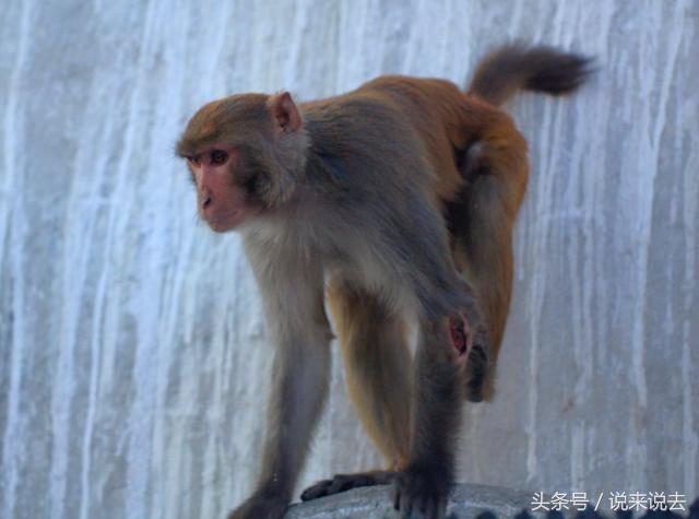 民间传说猴怪故事,民间传说猴子的故事有哪些