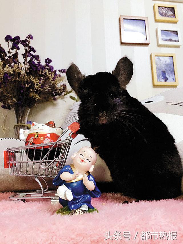 举牌卖萌,这两只龙猫自赚生活费