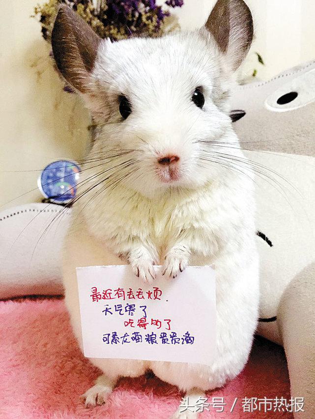 举牌卖萌,这两只龙猫自赚生活费