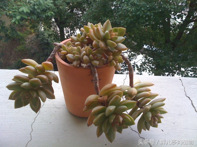 多肉怎么挑选才是正宗的,在网上该如何挑选多肉