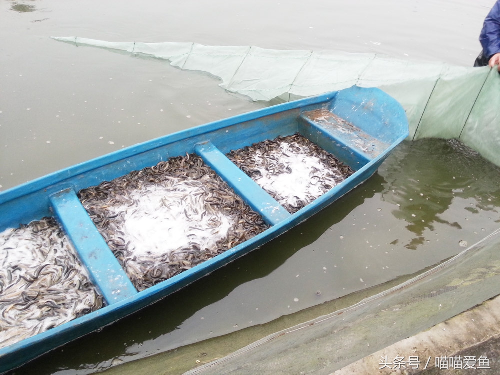 泥鳅价格贵是什么原因,现在泥鳅价格是多少一斤