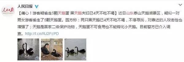 瘦西湖黑天鹅哀嚎,扬州瘦西湖景区黑天鹅被虐事件