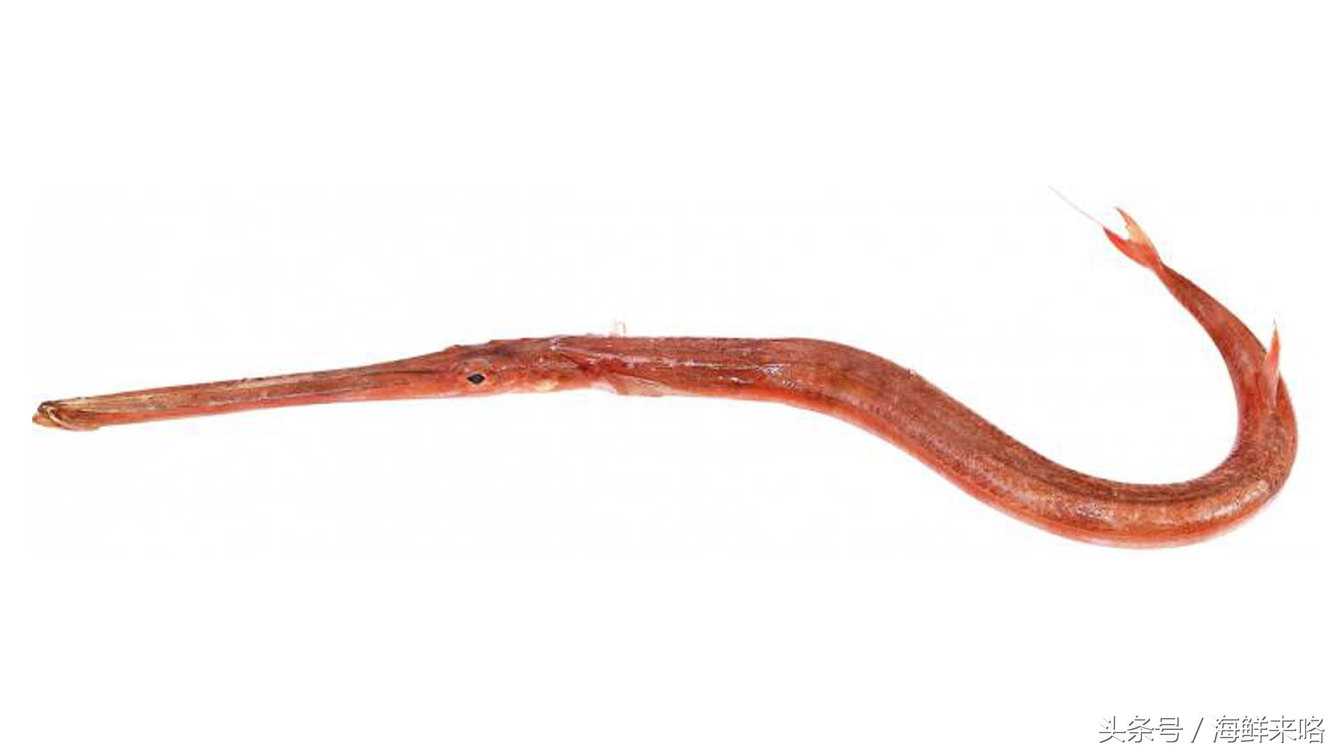 哪种海鱼吃着最简单,哪种海鱼喜欢吃肉