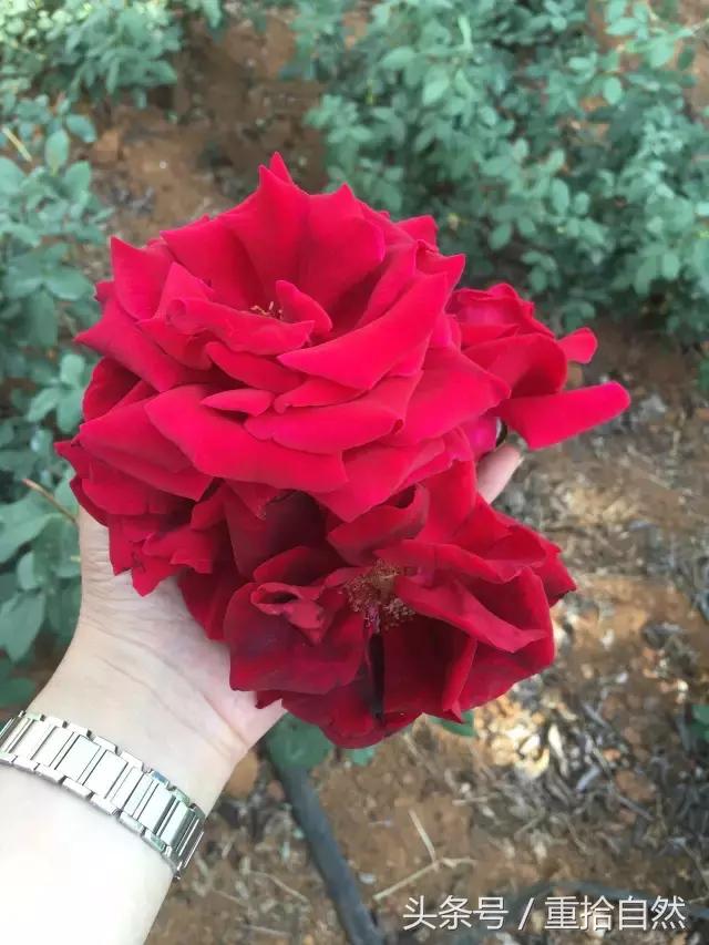 第三朵玫瑰｜鲜花饼里的“墨红”