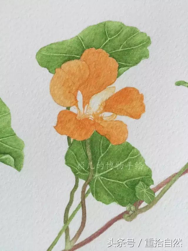 第三朵玫瑰｜鲜花饼里的“墨红”