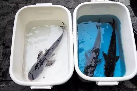 活鱼抽检出药物残留怎样处罚,鱼类兽药残留超标