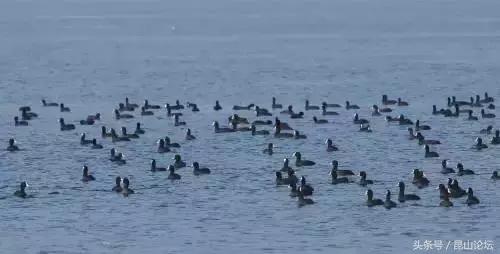厉害了昆山陆家,厉害了江苏