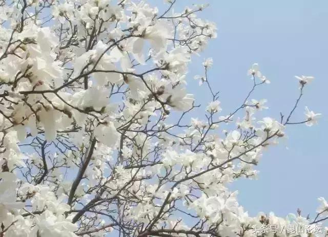 厉害了昆山陆家,厉害了江苏