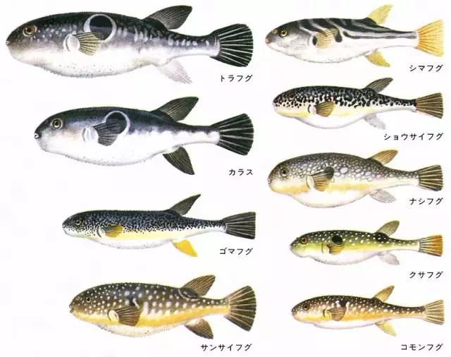 吃河豚怎么样才能不中毒,冒死吃河豚的正确方法