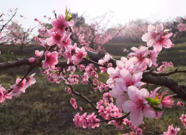 涓夌敓涓変笘鍗侀噷妗冭姳鐧芥祬,涓夌敓涓変笘鍗侀噷妗冭姳灏戣緵