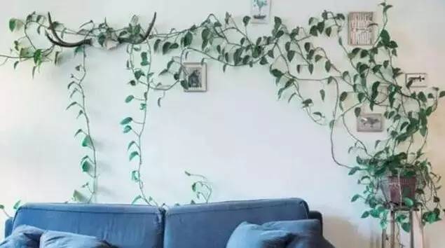 绿萝怎么摆放在墙上,摆在桌子上的绿萝