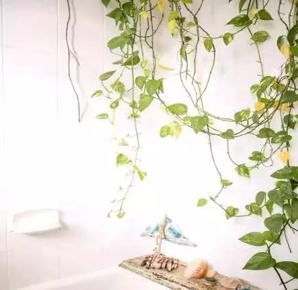 绿萝怎么摆放在墙上,摆在桌子上的绿萝