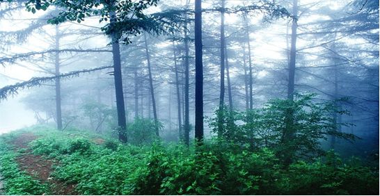真正的硅藻泥有缺点吗,硅藻泥真有那么神吗