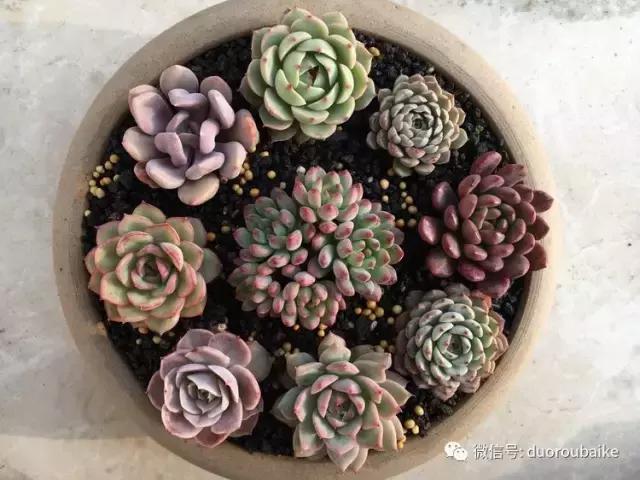 吾家有女初长成全文小说,吾家有女初长成小说精彩阅读