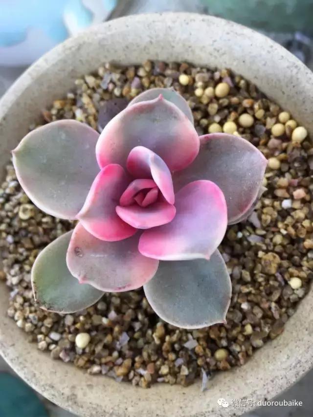 吾家有女初长成全文小说,吾家有女初长成小说精彩阅读