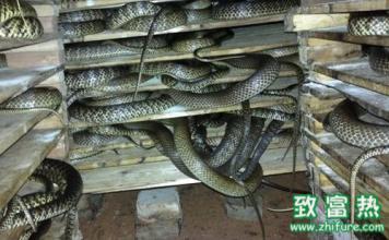 2017年下一个蓝海在农村，马上挣到人生的第一桶金