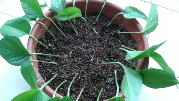 水培绿萝跟土培绿萝该怎么施肥,水培绿萝几天喂营养液