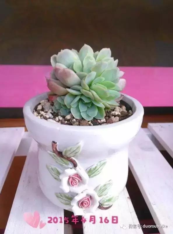 一株多肉治愈整个人心,一棵多肉的逆袭