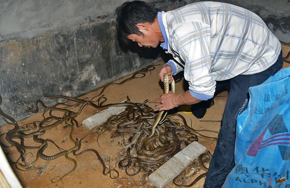 农村养猪养鱼,还有养蛇的,感觉好可怕!