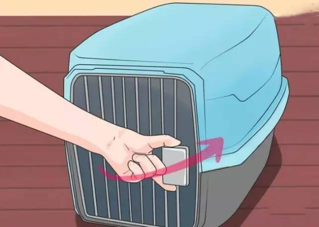 泰迪犬的喂养方法注意事项,泰迪犬的正确喂养方法图解