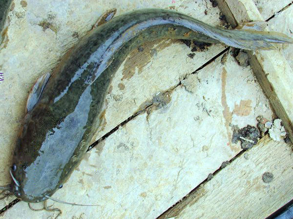 用黑蚯蚓钓黄辣丁,用黑蚯蚓钓什么鱼