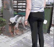 小区很多野狗,小区到处都是狗粑粑谁来管