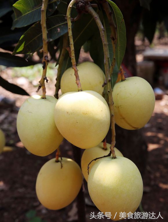 湛江必吃的十大名果,最好吃的十大水果排行