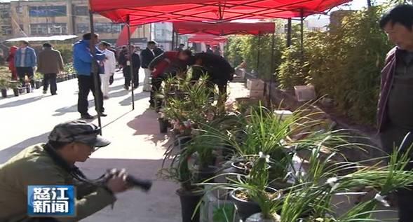 云南最贵的兰花品种有几种,云南兰花名贵品种图片介绍