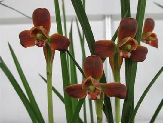 云南最贵的兰花品种有几种,云南兰花名贵品种图片介绍