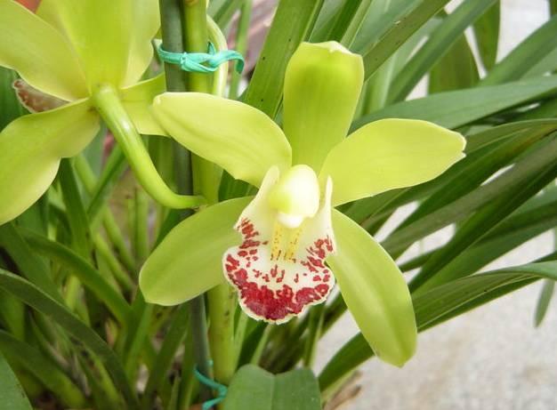 云南最贵的兰花品种有几种,云南兰花名贵品种图片介绍