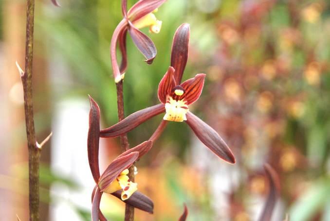 云南最贵的兰花品种有几种,云南兰花名贵品种图片介绍