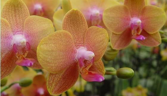 云南最贵的兰花品种有几种,云南兰花名贵品种图片介绍