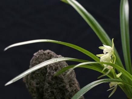 云南最贵的兰花品种有几种,云南兰花名贵品种图片介绍