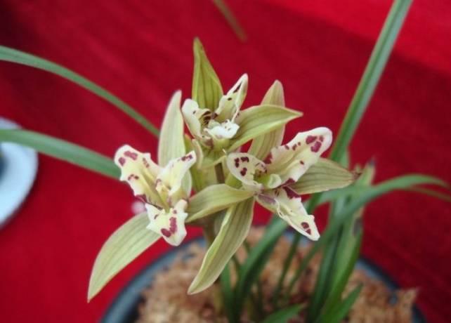 云南最贵的兰花品种有几种,云南兰花名贵品种图片介绍