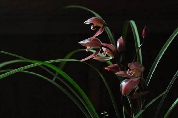 云南最贵的兰花品种有几种,云南兰花名贵品种图片介绍