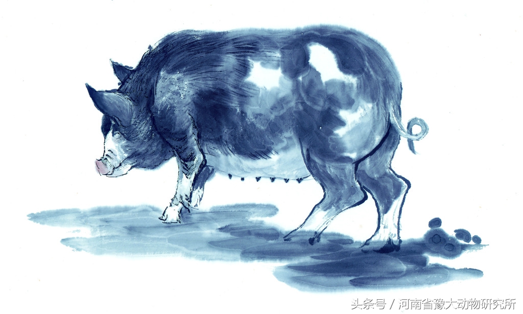 母猪高产的方法和技巧,母猪产力高