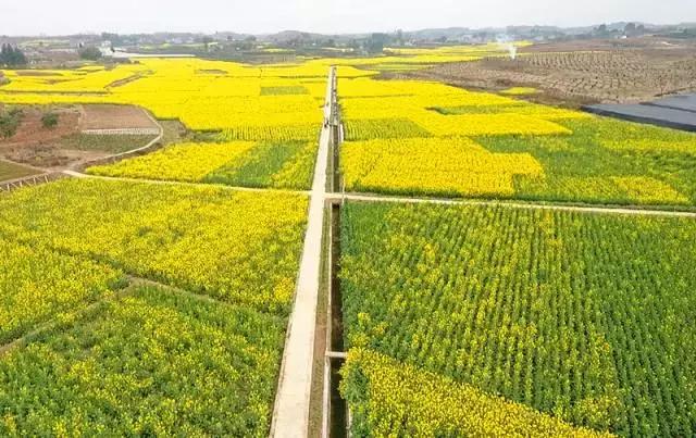 用VR看花海是种怎样的体验?这周就去免费看~