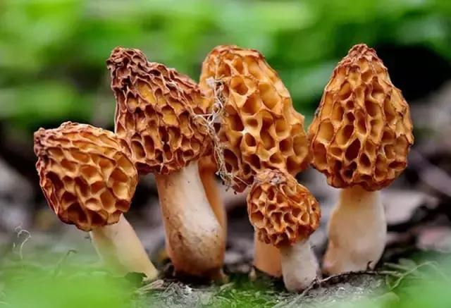 用VR看花海是种怎样的体验?这周就去免费看~