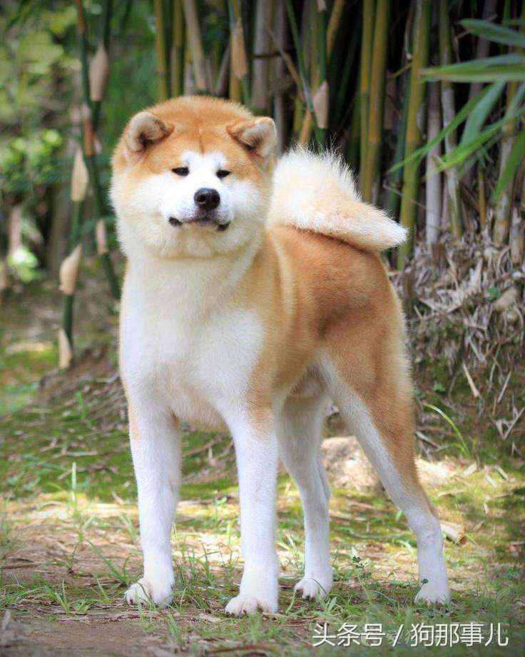 世界上最贵的三种狗狗是哪些,世界上最贵的十种宠物狗