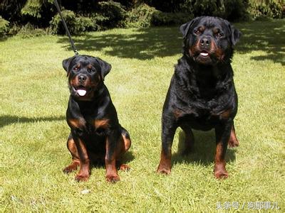 世界上最贵的三种狗狗是哪些,世界上最贵的十种宠物狗