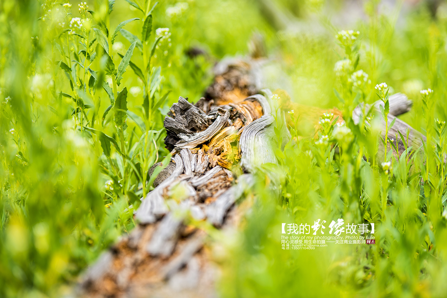 黄石公园十大景点排名表最新,国家地理公认前十景点
