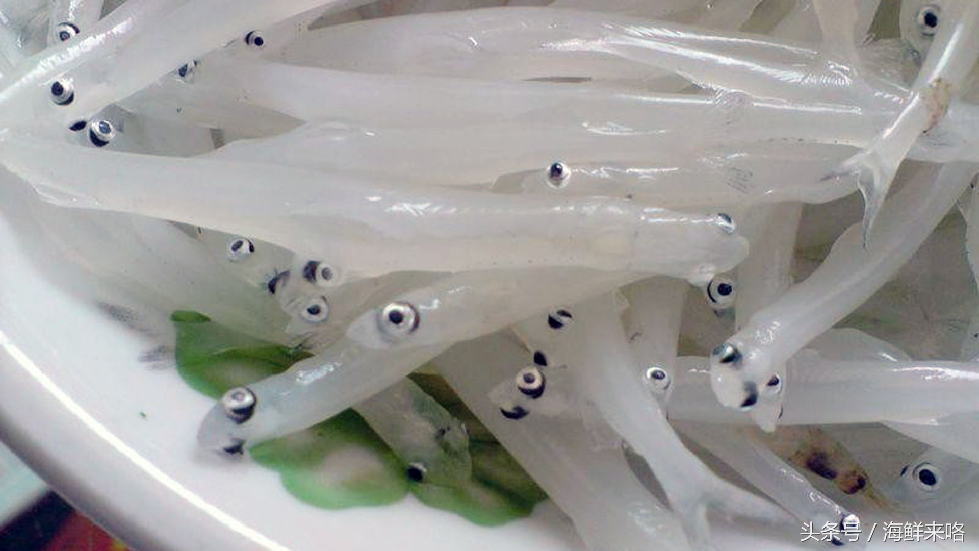 哪种海鱼吃着最简单,哪种海鱼喜欢吃肉