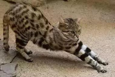 最全的猫的品种你都知道吗,全品种猫