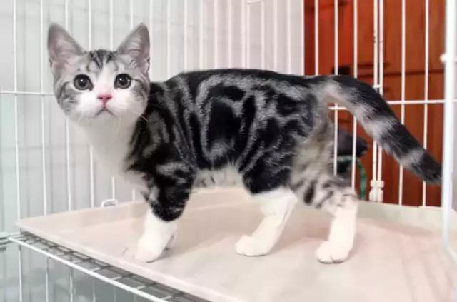 最全的猫的品种你都知道吗,全品种猫