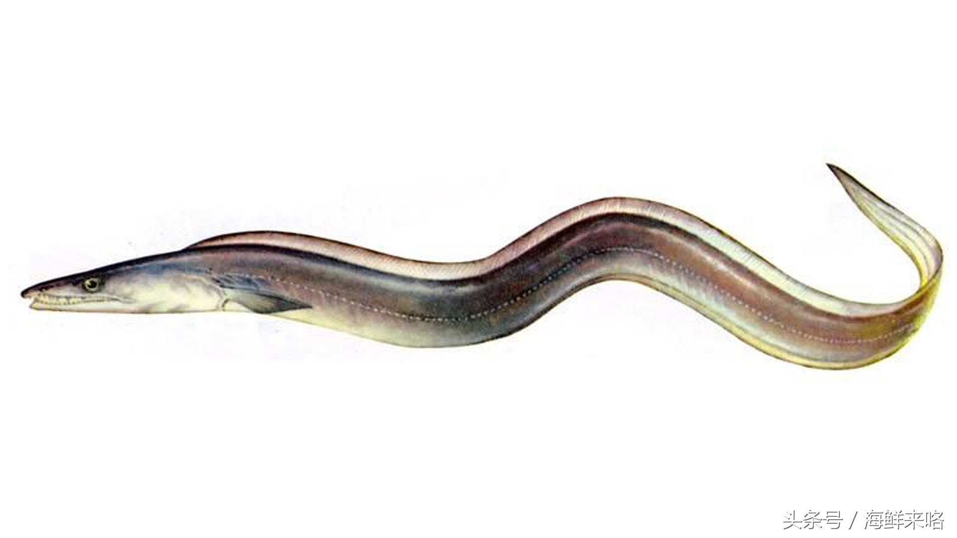 哪种海鱼吃着最简单,哪种海鱼喜欢吃肉