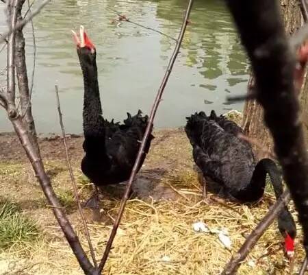 瘦西湖黑天鹅哀嚎,扬州瘦西湖景区黑天鹅被虐事件
