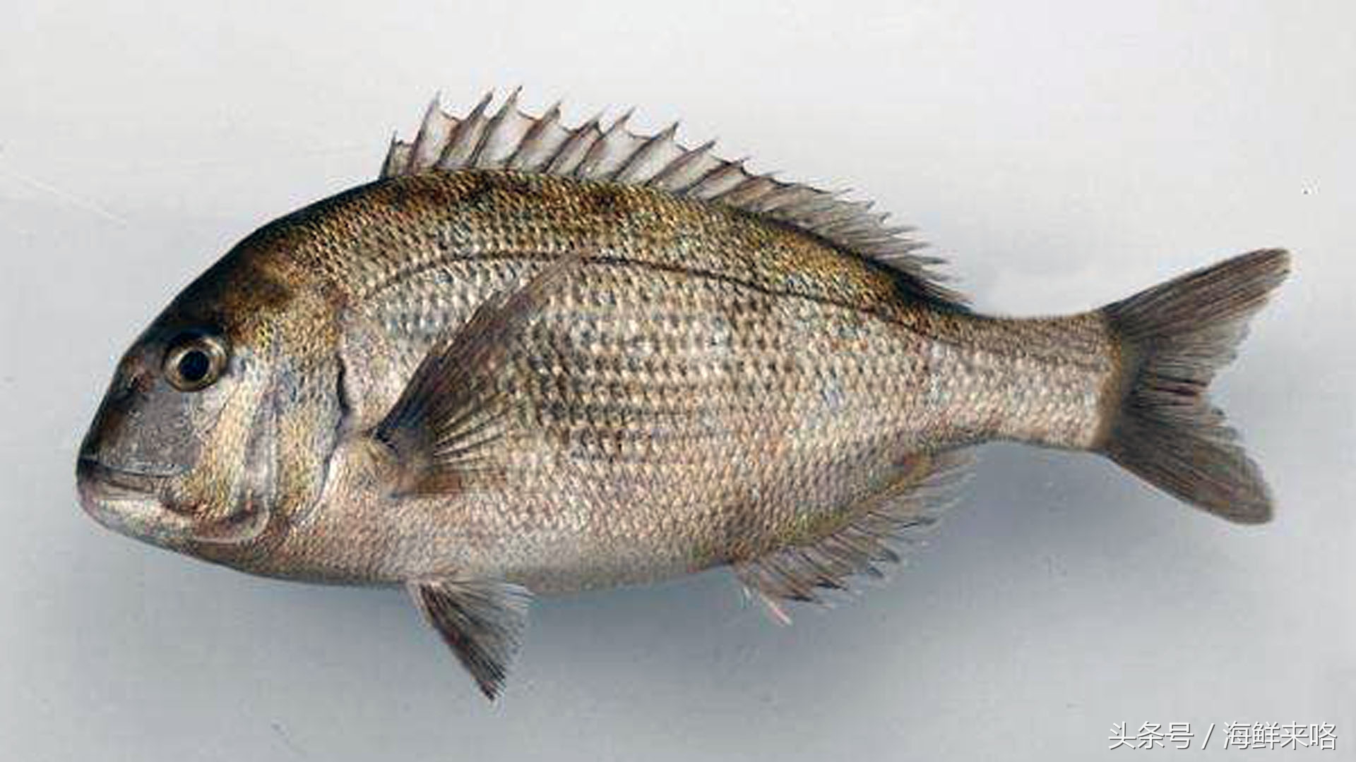 哪种海鱼吃着最简单,哪种海鱼喜欢吃肉